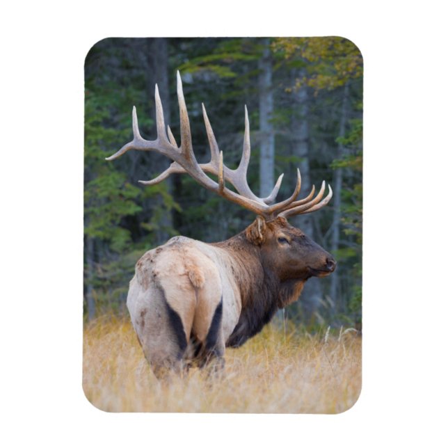 Bull Rocky Mountain Elk Magnet (Vertical)