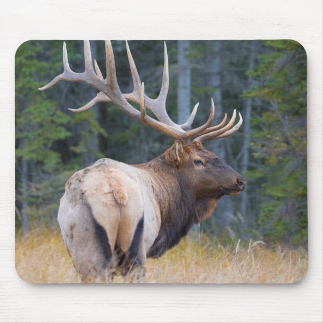 Bull Rocky Mountain Elk Mouse Pad (Front)