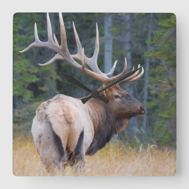 Bull Rocky Mountain Elk Square Wall Clock (Front)