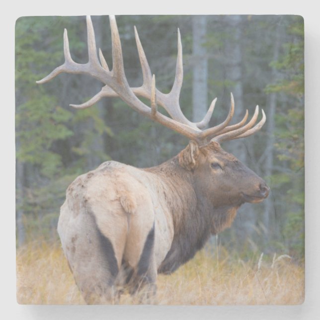 Bull Rocky Mountain Elk Stone Coaster (Front)
