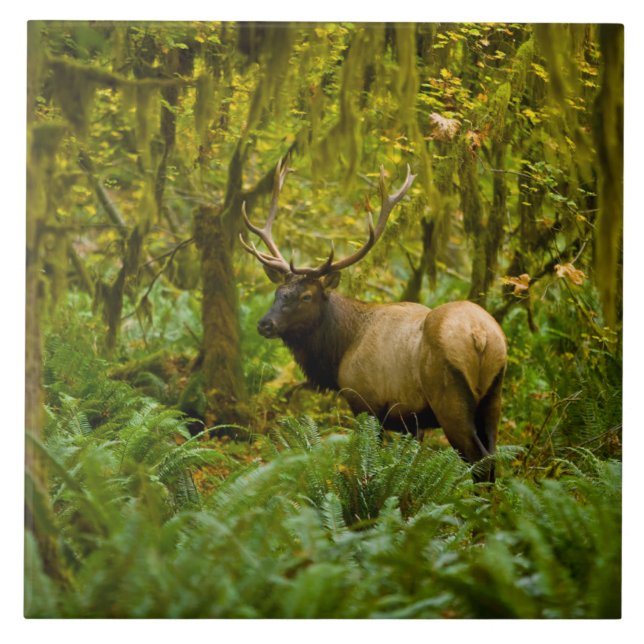 Bull Roosevelt Elk Ceramic Tile (Front)