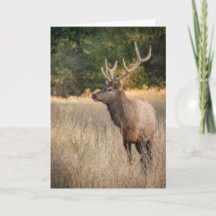 Bull Roosevelt Elk in grass   Washington State Card