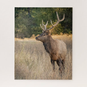 Bull Roosevelt Elk in grass Washington State Jigsaw Puzzle