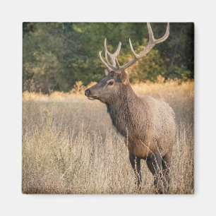 Bull Roosevelt Elk in grass   Washington State Magnet