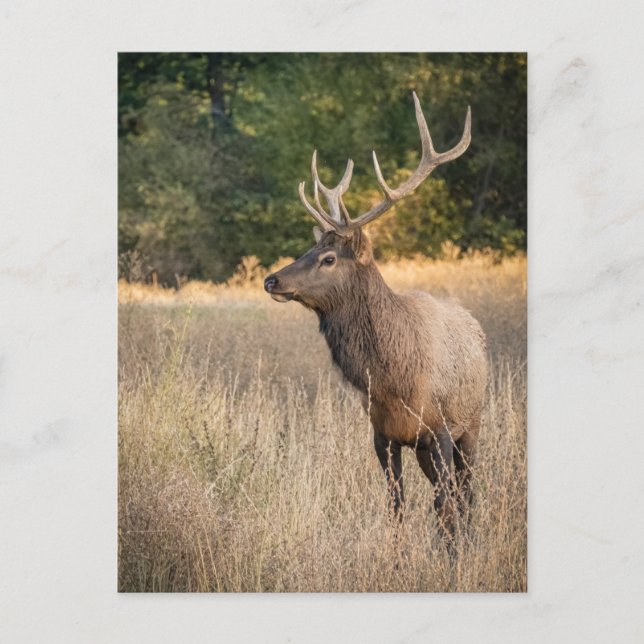 Bull Roosevelt Elk in grass | Washington State Postcard (Front)