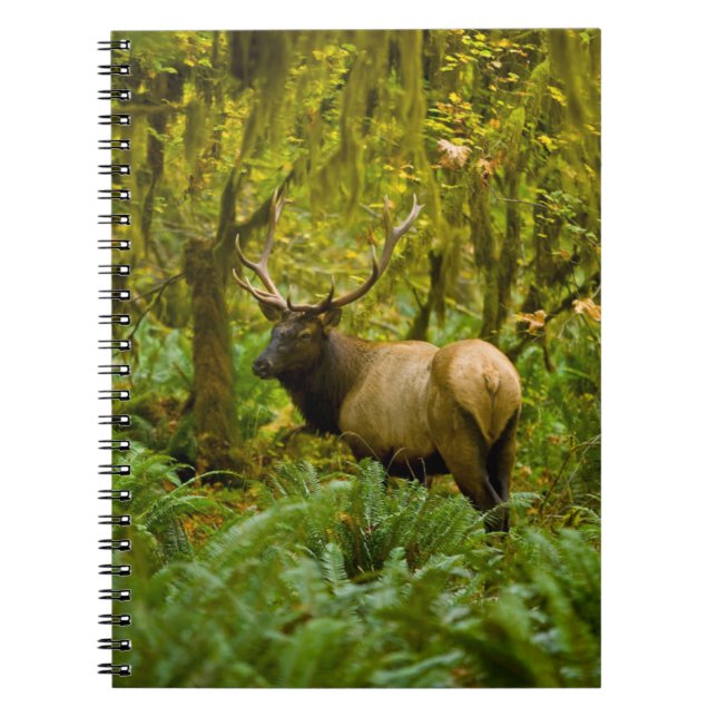 Bull Roosevelt Elk Notebook (Front)