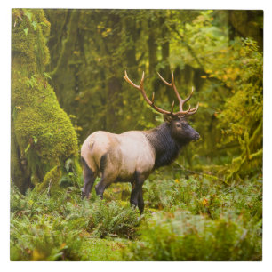 Bull Roosevelt Elk Standing In Meadow Ceramic Tile