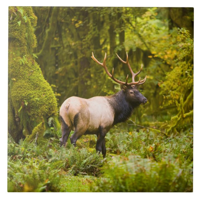 Bull Roosevelt Elk Standing In Meadow Ceramic Tile (Front)