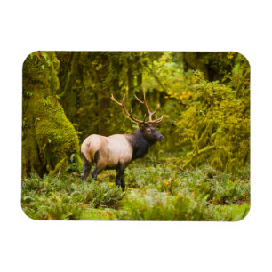 Bull Roosevelt Elk Standing In Meadow Magnet