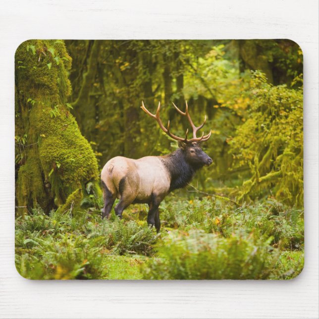 Bull Roosevelt Elk Standing In Meadow Mouse Pad (Front)