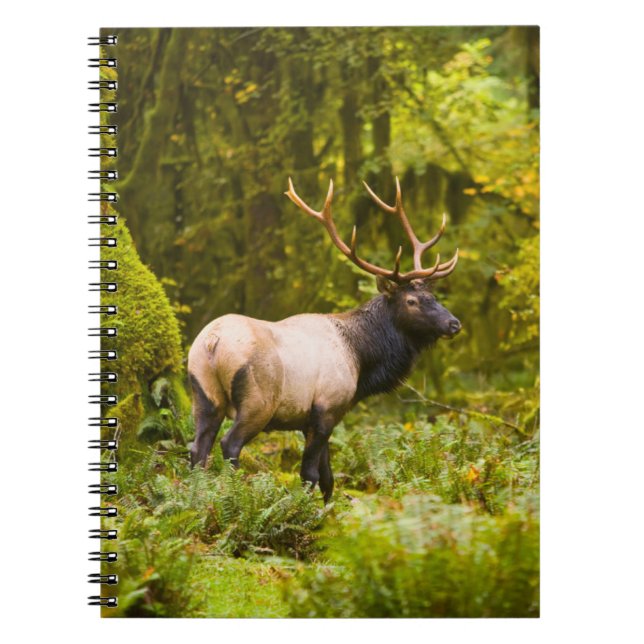 Bull Roosevelt Elk Standing In Meadow Notebook (Front)