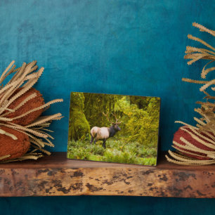 Bull Roosevelt Elk Standing In Meadow Plaque