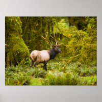 Bull Roosevelt Elk Standing In Meadow