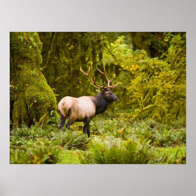 Bull Roosevelt Elk Standing In Meadow Poster (Front)