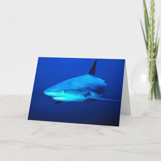 Bull Shark Card (Front)
