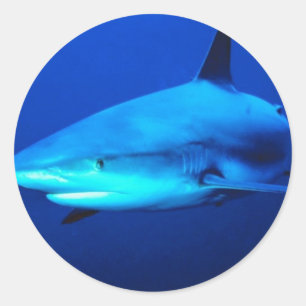 Bull Shark Classic Round Sticker