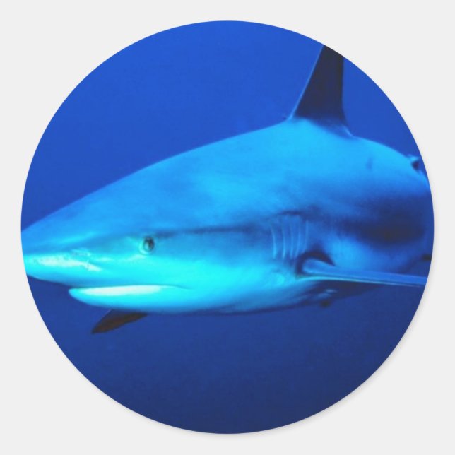 Bull Shark Classic Round Sticker (Front)