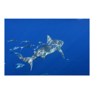 Bull Shark Photograph Poster