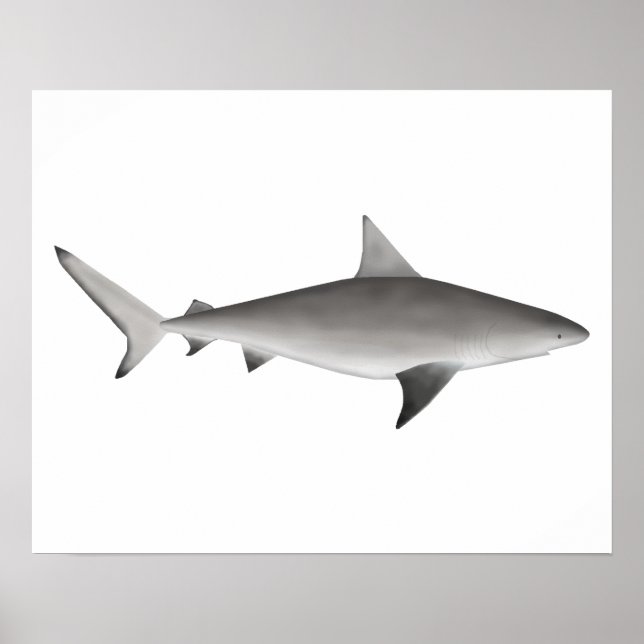 Bull Shark Poster (Front)