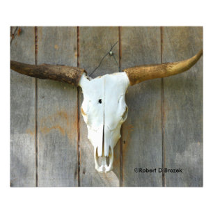 Bull Skull on a wall close up Photo Enlargement Print