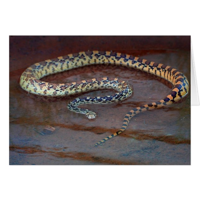 Bull Snake (Front Horizontal)