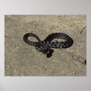 Bull snake face off with camera poster