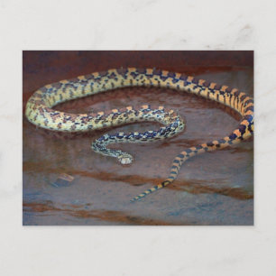 Bull Snake Postcard