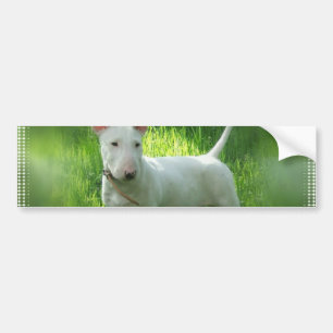Bull Terrier Bumper Sticker