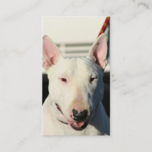 Bull Terrier Business cards