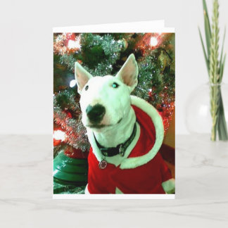 bull terrier christmas holiday card