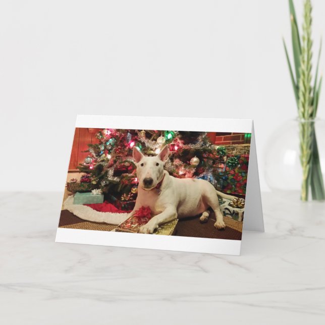 bull terrier christmas holiday card (Front)