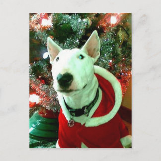 bull terrier christmas holiday postcard