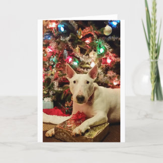 bull terrier christmas present tree holiday card