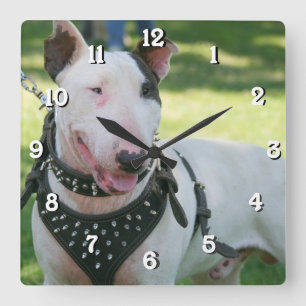 Bull Terrier dog square clock