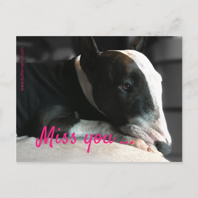 Bull Terrier missing a dear person Postcard (Front)