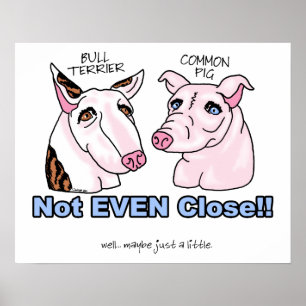 Bull Terrier NOT A Pig Poster