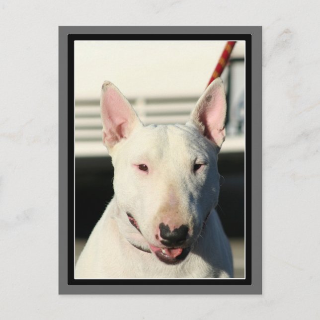 Bull Terrier Postcard (Front)