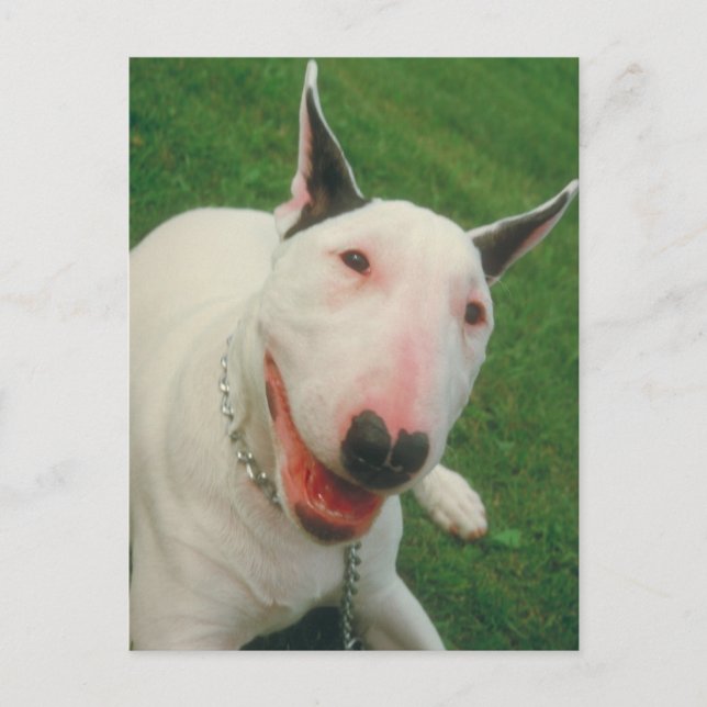 Bull Terrier Postcard (Front)