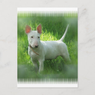 Bull Terrier Postcard