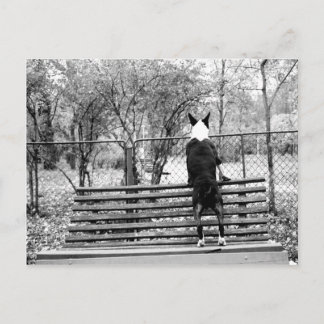 Bull terrier postcard