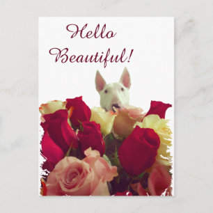 Bull terrier with roses greeting - Hello Beautiful Postcard