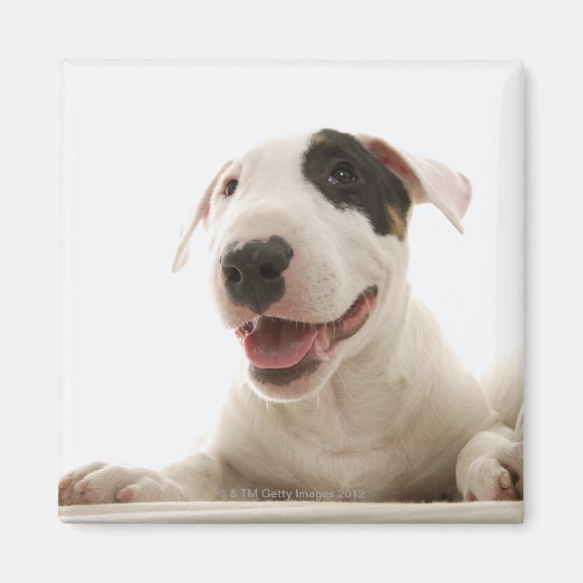 Bull Terriers Magnet (Front)