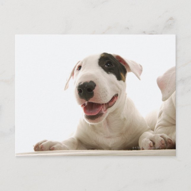 Bull Terriers Postcard (Front)