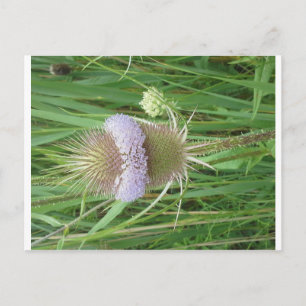 Bull Thistle postcard