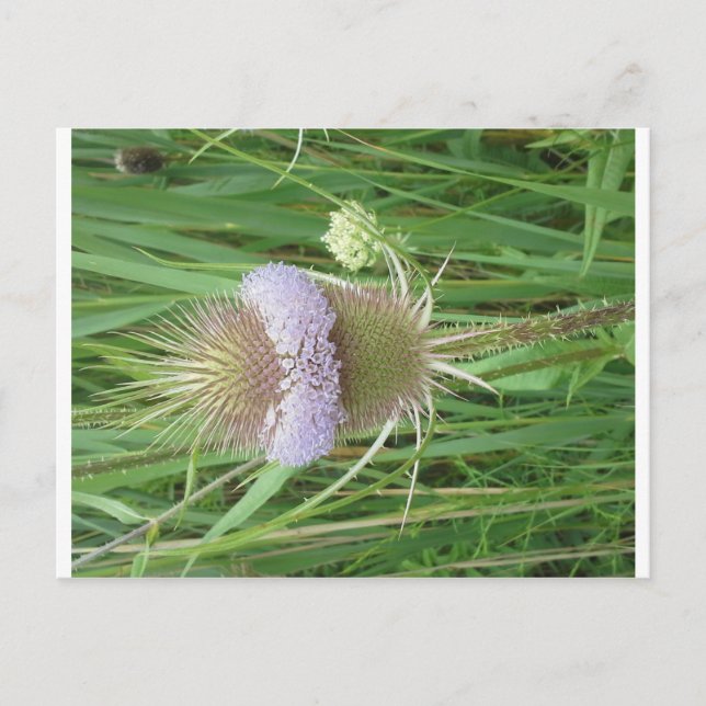 Bull Thistle postcard (Front)