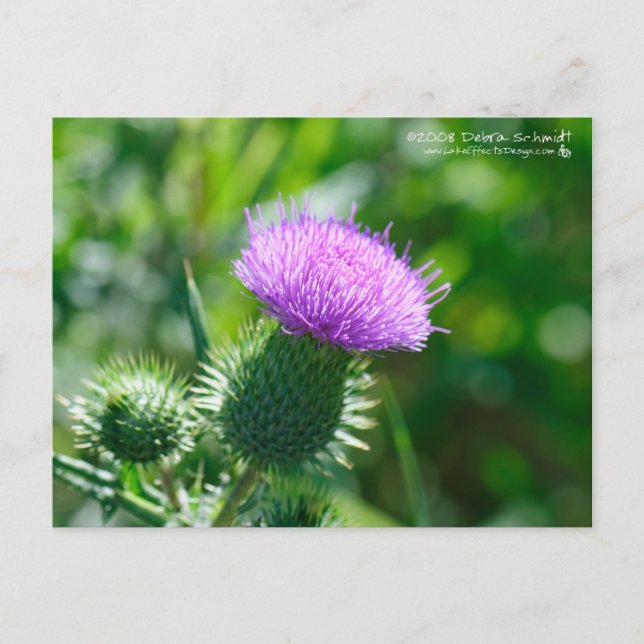 Bull Thistle Postcard (Front)