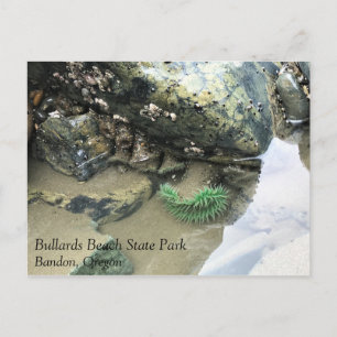 Bullards Beach State Park, Bandon, Oregon Postcard