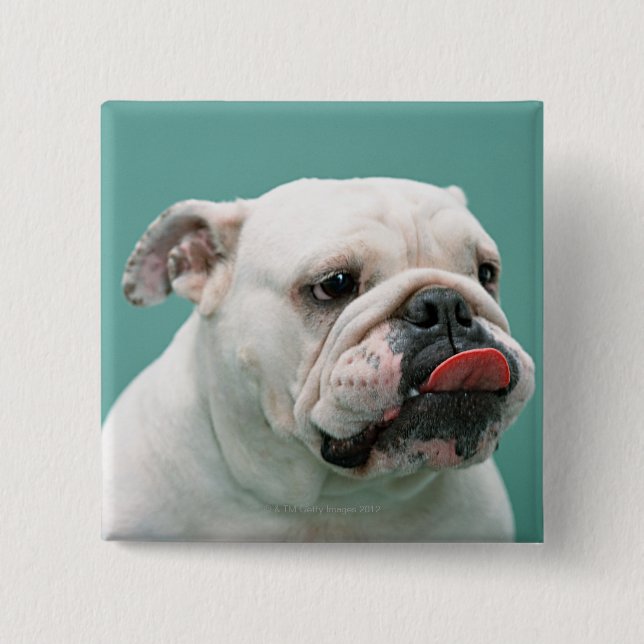 Bulldog 15 Cm Square Badge (Front)