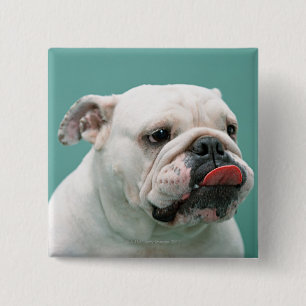 Bulldog 15 Cm Square Badge
