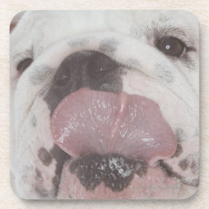 Bulldog 2 coaster